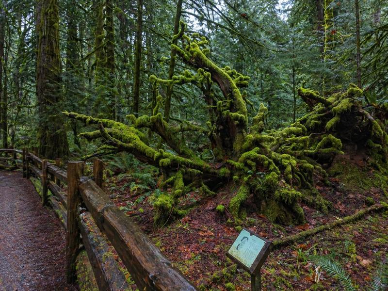 Cathedral Grove Rainforest, Coombs & Waterfalls Full-Day Tour