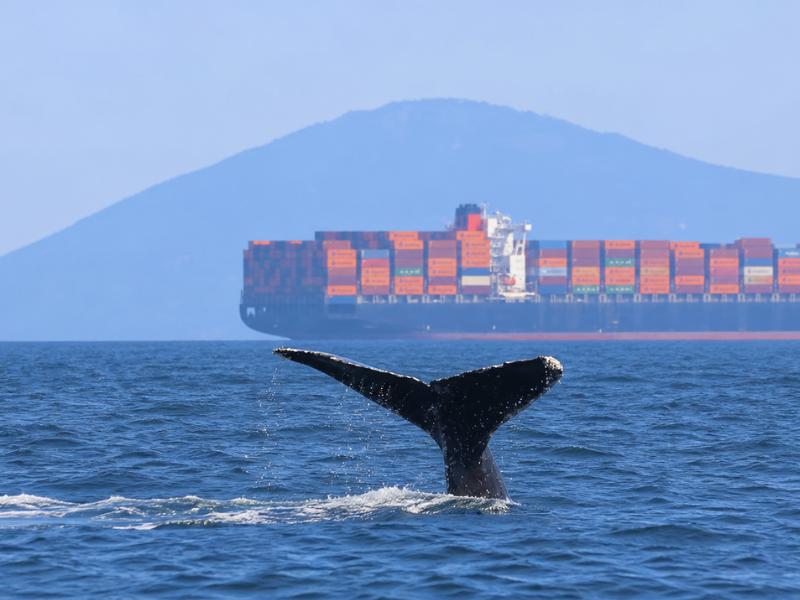 Victoria Zodiac Whale Watching Tour – 3 Hours on the Salish Sea